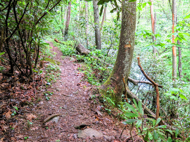 Picture 35 of Big Firescald Knob Hike 051517