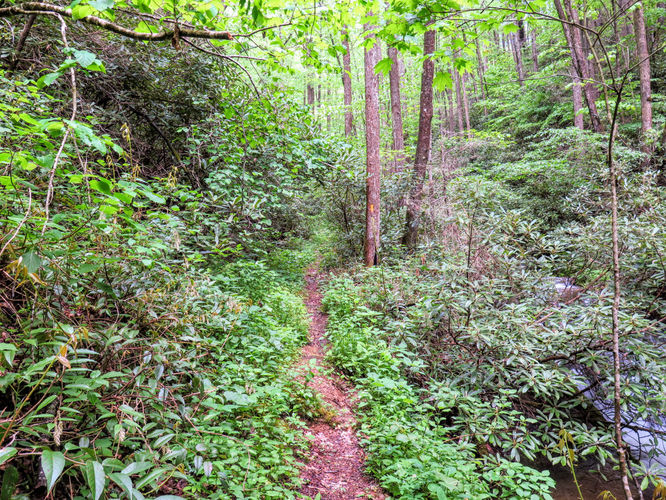 Picture 38 of Big Firescald Knob Hike 051517