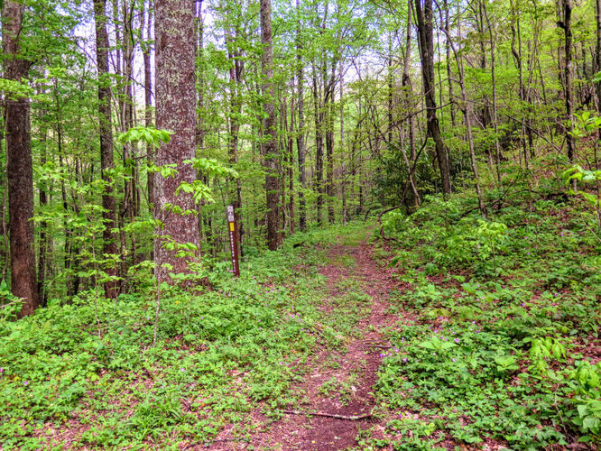 Picture 40 of Big Firescald Knob Hike 051517
