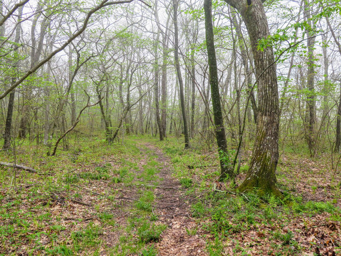 Picture 42 of Big Firescald Knob Hike 051517