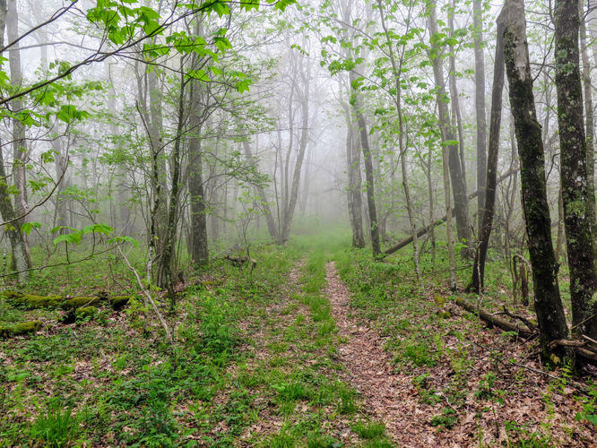 Picture 43 of Big Firescald Knob Hike 051517