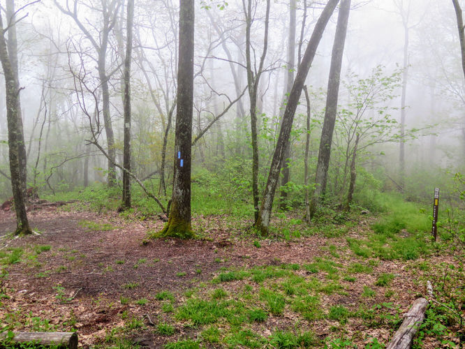 Picture 45 of Big Firescald Knob Hike 051517