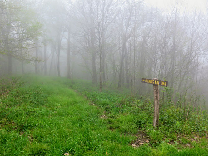 Picture 46 of Big Firescald Knob Hike 051517