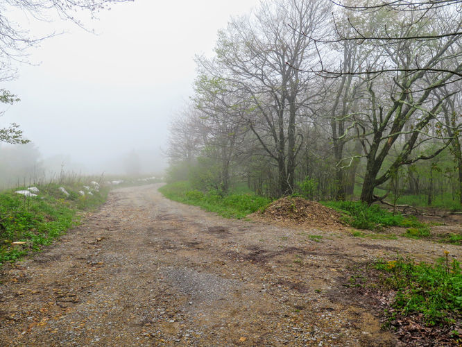 Picture 50 of Big Firescald Knob Hike 051517