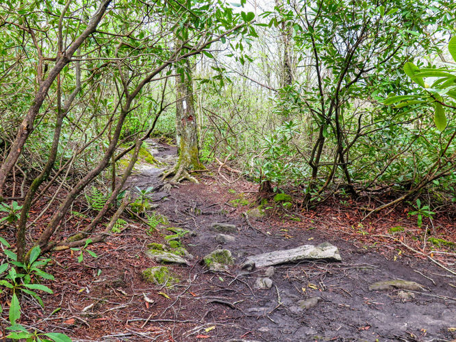 Picture 60 of Big Firescald Knob Hike 051517