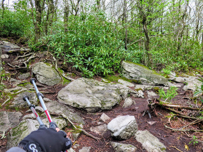 Picture 65 of Big Firescald Knob Hike 051517