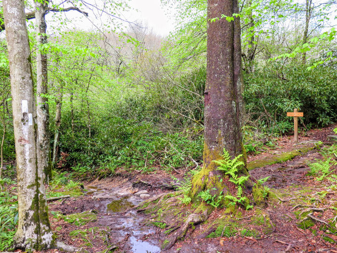 Picture 66 of Big Firescald Knob Hike 051517