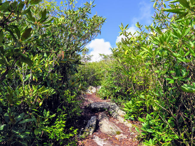 Picture 68 of Big Firescald Knob Hike 051517