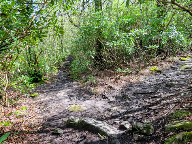 Picture 75 of Big Firescald Knob Hike 051517