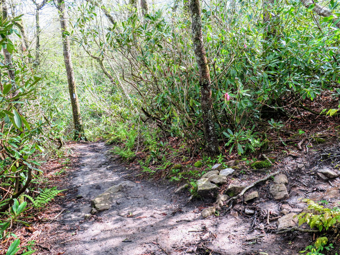 Picture 76 of Big Firescald Knob Hike 051517