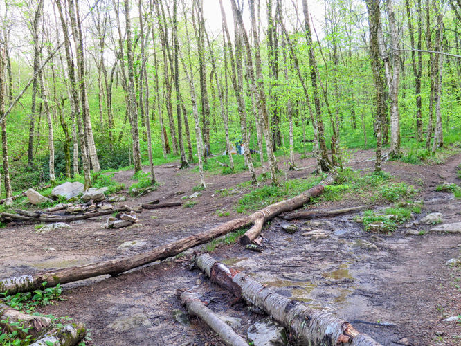 Picture 82 of Big Firescald Knob Hike 051517