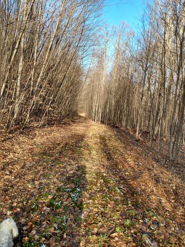 Blue Coat Trail (Looking East)