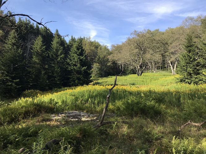 Default image for Big Run and Leading Ridge Hike, a 7.2-mile trail in Osceola, WV (US)