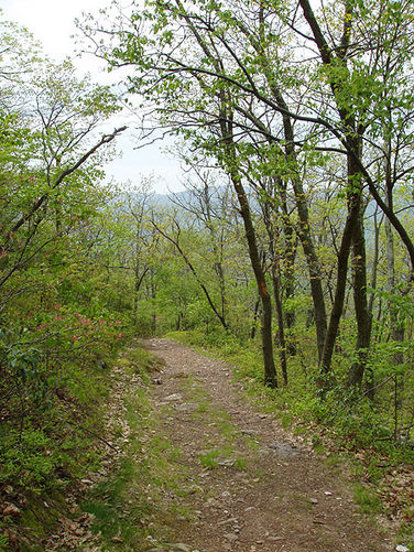 Picture 17 of Big Schloss Hike 051103