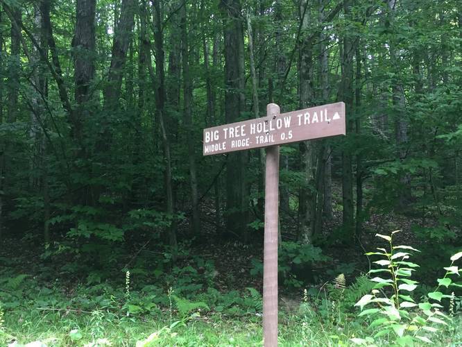 Big Tree Hollow Trail trailhead