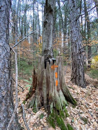 Black birch ground through this old hemlock stump