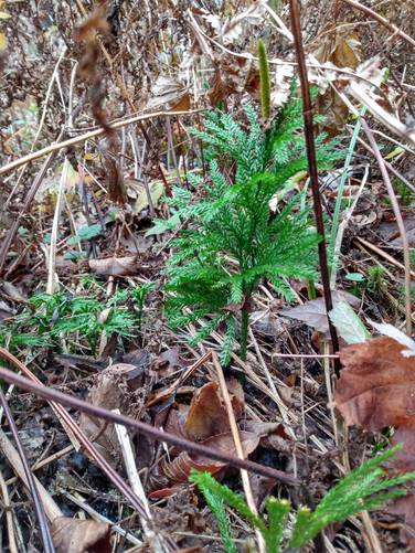 Ground Pine (Clubmoss)