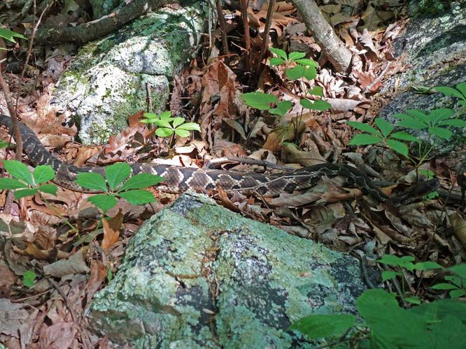 Rattlesnake
