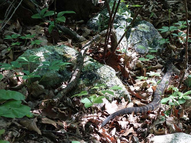 Rattlesnake