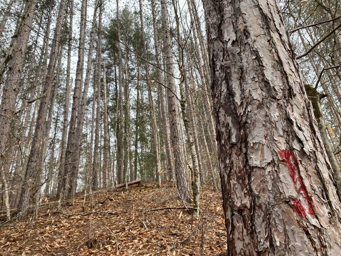 Birch Trail red blazes in pine forest