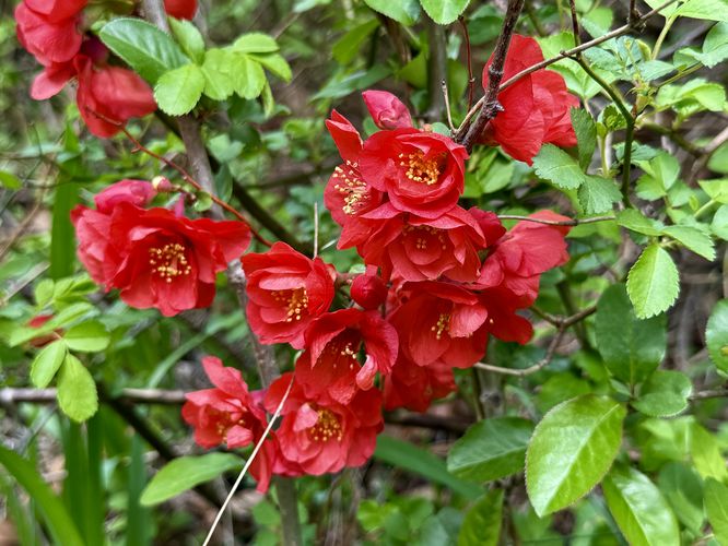 Flowering quince wildflowers