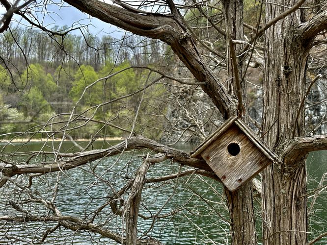 Birdhouse sits in a tree alongside the quarry lake
