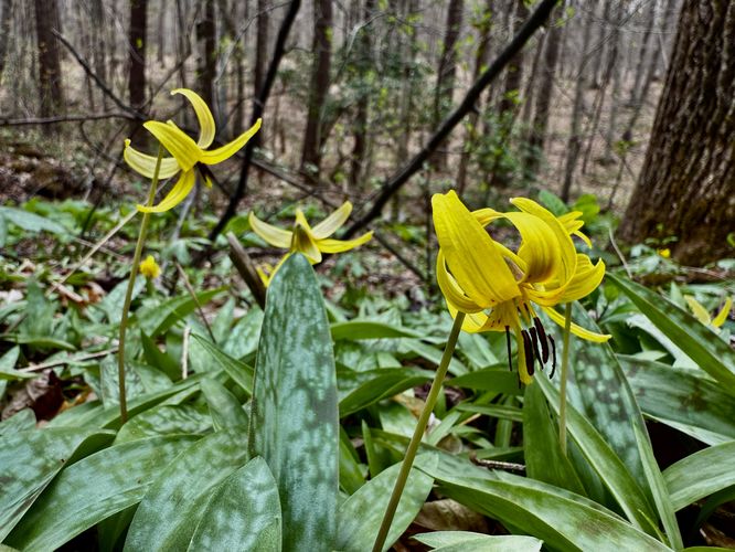 Trout lily wildflowers