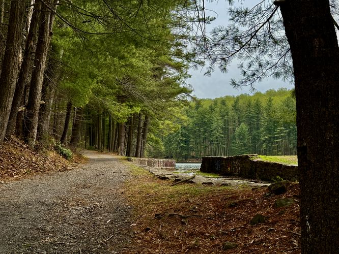 Scenic approach to the Birdsboro Reservoir with pine trees lining the trail