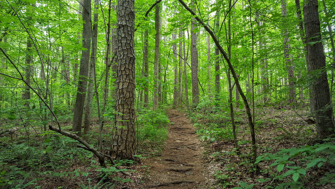 Default image for Birkhead Mountain Wilderness Hike, a 11.3-mile trail in Asheboro, NC (US)