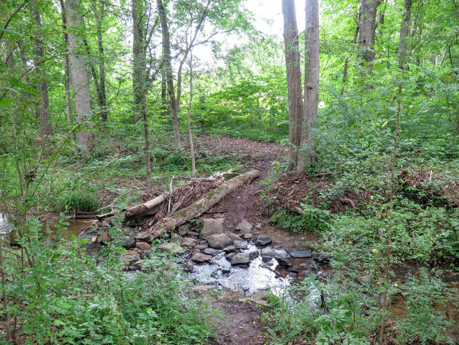 Picture 4 of Birkhead Mountain Wilderness Hike 053016