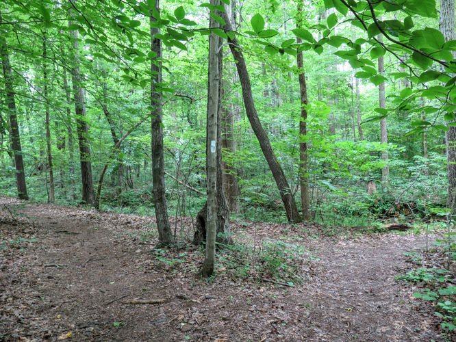 Picture 5 of Birkhead Mountain Wilderness Hike 053016