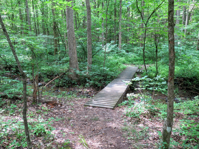 Picture 7 of Birkhead Mountain Wilderness Hike 053016