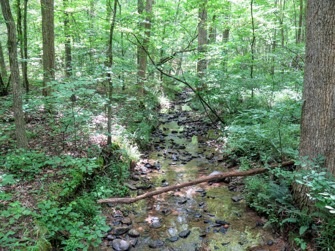Picture 8 of Birkhead Mountain Wilderness Hike 053016