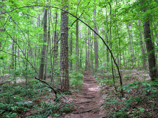 Picture 9 of Birkhead Mountain Wilderness Hike 053016