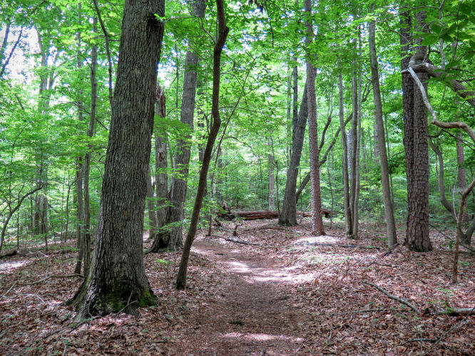 Picture 10 of Birkhead Mountain Wilderness Hike 053016