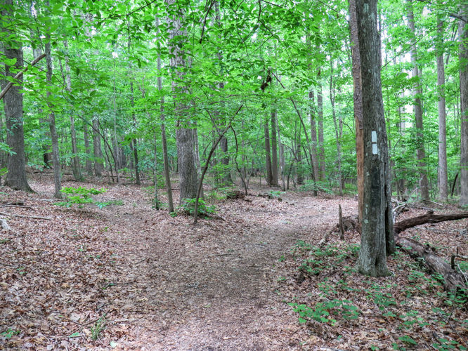 Picture 11 of Birkhead Mountain Wilderness Hike 053016
