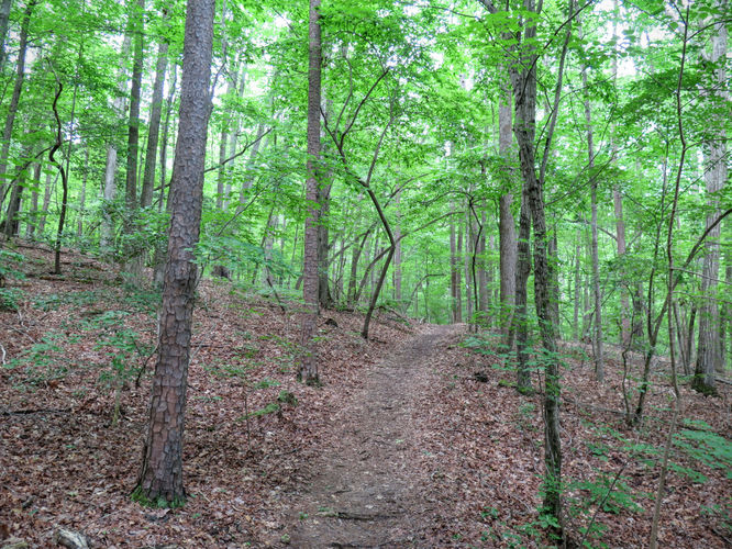 Picture 12 of Birkhead Mountain Wilderness Hike 053016