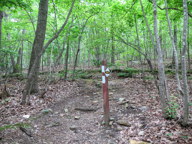 Picture 13 of Birkhead Mountain Wilderness Hike 053016