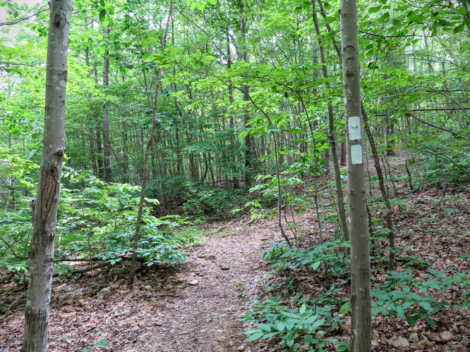 Picture 14 of Birkhead Mountain Wilderness Hike 053016