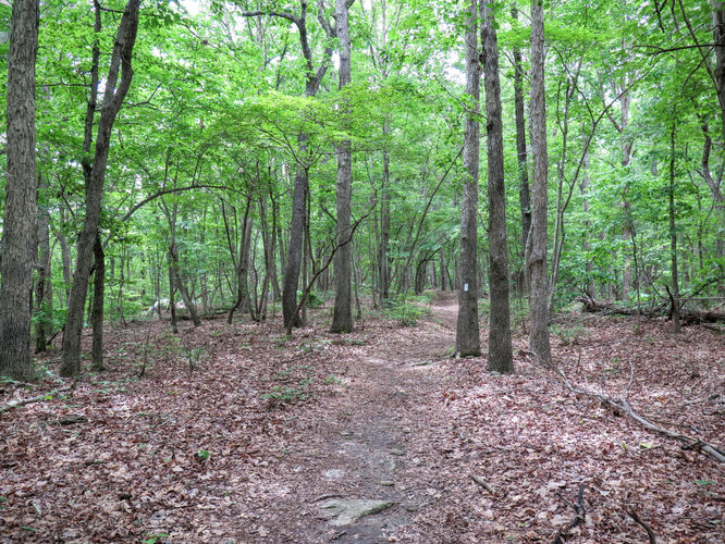 Picture 15 of Birkhead Mountain Wilderness Hike 053016