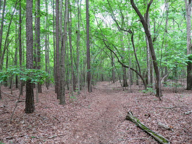 Picture 17 of Birkhead Mountain Wilderness Hike 053016