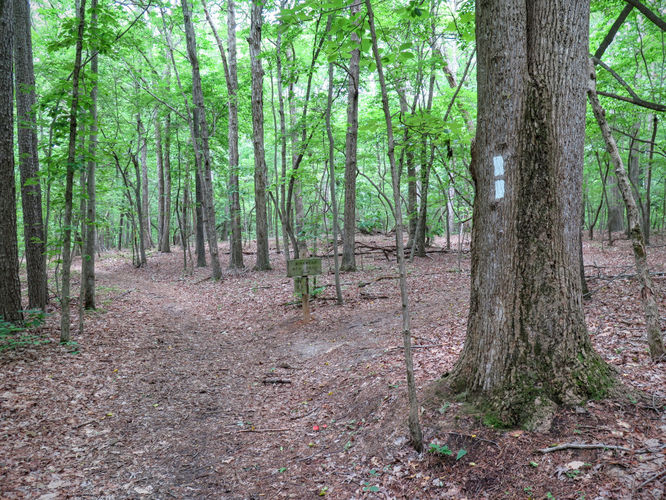 Picture 18 of Birkhead Mountain Wilderness Hike 053016