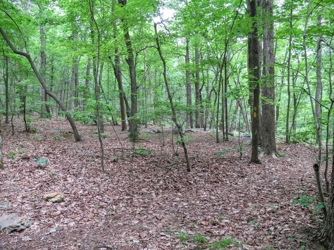 Picture 20 of Birkhead Mountain Wilderness Hike 053016