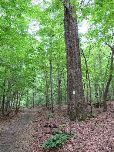 Picture 21 of Birkhead Mountain Wilderness Hike 053016