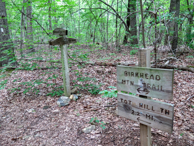 Picture 23 of Birkhead Mountain Wilderness Hike 053016
