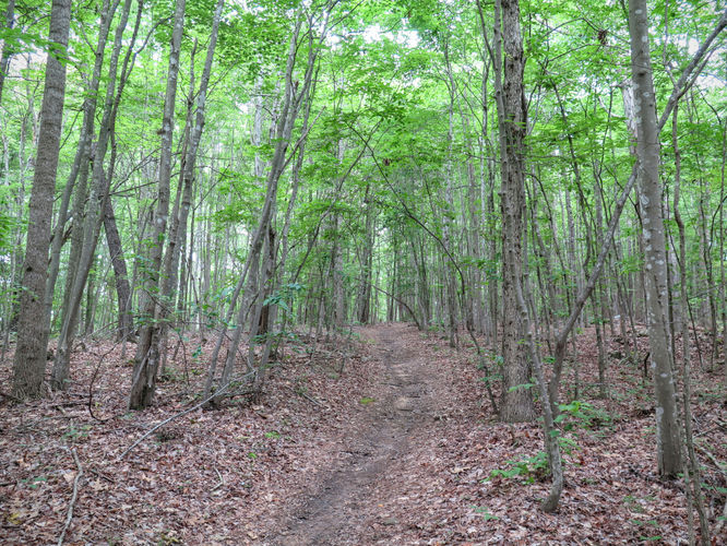 Picture 24 of Birkhead Mountain Wilderness Hike 053016