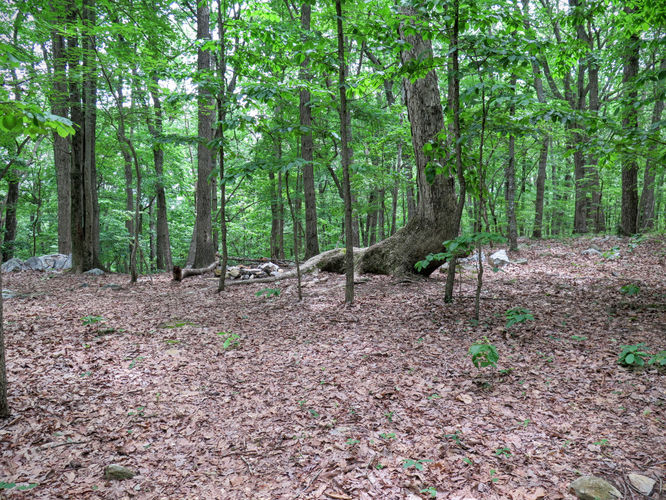 Picture 25 of Birkhead Mountain Wilderness Hike 053016