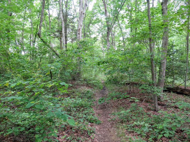 Picture 29 of Birkhead Mountain Wilderness Hike 053016