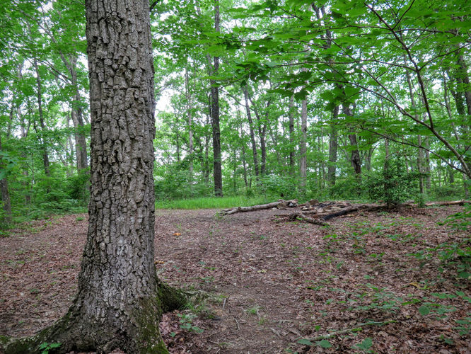 Picture 30 of Birkhead Mountain Wilderness Hike 053016