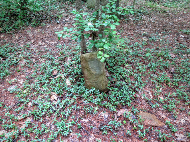 Picture 34 of Birkhead Mountain Wilderness Hike 053016